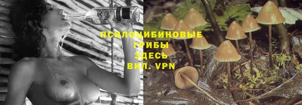 стаф Верея